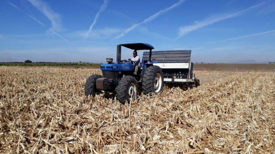 campo de Sonora lidera producción