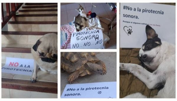 CAMPAÑA DE CONCIENTIZACIÓN | MASCOTAS JUNTO A CARTELES QUE DICEN NO A LA PIROTECNIA SONORA.