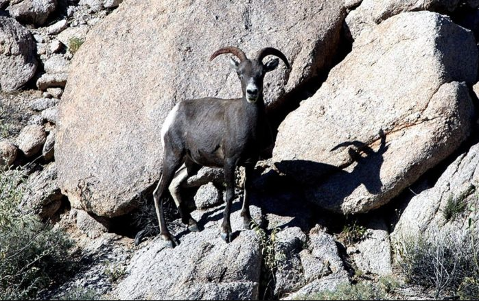 Cacería de borrego cimarrón divide a indígenas en Sonora