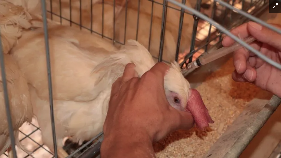 En el país se sacrificaron poco menos de 5 millones de aves.